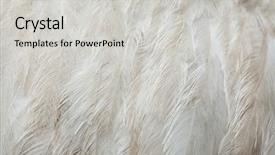  Presentation with americana - PPT layouts consisting of rhea white leucistic form plumage background and a light gray colored foreground