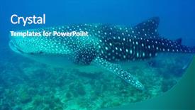  Presentation with blue crystal - Presentation theme consisting of rhincodon typus swimming in crystal background and a teal colored foreground