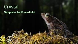  Presentation with colombia - Beautiful slides featuring rhinella margaritifera a macro of a small tropical rain forest toad living in the amazon jungel of colombia backdrop and a wine colored foreground
