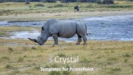  Presentation with wildlife - Presentation theme with rhino-and-a-wildebeest background and a coral colored foreground