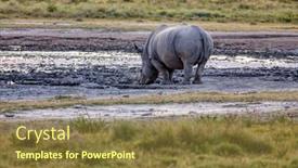  Presentation with wildlife - Presentation theme having rhino-at-the-waterhole background and a tawny brown colored foreground