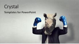  Presentation with media - Beautiful slide set featuring rhino dressed in business suit backdrop and a light gray colored foreground