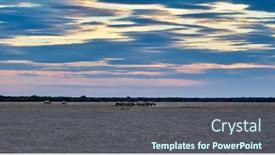  Presentation with sunset - Beautiful presentation theme featuring rhino-herd-at-sunset-near backdrop and a ocean colored foreground