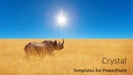  Presentation with savannah - Amazing presentation theme having rhino-in-african-savannah-namibia backdrop and a yellow colored foreground