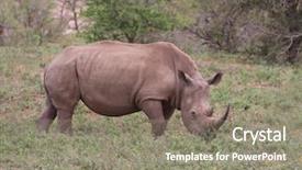  Presentation with kruger - Amazing PPT theme having rhino in kruger national park backdrop and a gray colored foreground