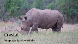 Presentation with kruger - Amazing PPT layouts having rhino in kruger national park backdrop and a light gray colored foreground
