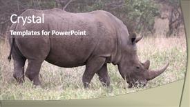  Presentation with kruger - Slide set consisting of rhino in kruger national park background and a gray colored foreground