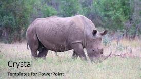 Presentation with kruger - Cool new presentation design with rhino in kruger national park backdrop and a light gray colored foreground