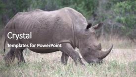  Presentation with kruger - Presentation featuring rhino in kruger national park background and a gray colored foreground