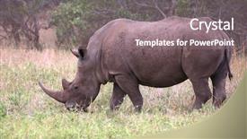  Presentation with kruger - PPT theme having rhino in kruger national park background and a gray colored foreground