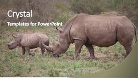  Presentation with kruger - Beautiful theme featuring rhino mother with her baby backdrop and a gray colored foreground