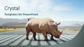  Presentation with asphalt road - Colorful PPT theme enhanced with rhino on asphalt road backdrop and a sky blue colored foreground