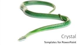  Presentation with rat - PPT theme featuring rhino-rat-snake-rhynchophis-boulengeri background and a white colored foreground