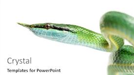  Presentation with rat - Slides with rhino-rat-snake-rhynchophis-boulengeri background and a white colored foreground