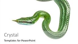  Presentation with rat - Cool new PPT theme with rhino-rat-snake-rhynchophis-boulengeri backdrop and a white colored foreground