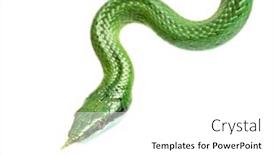  Presentation with rat - Amazing presentation design having rhino-rat-snake-rhynchophis-boulengeri backdrop and a white colored foreground