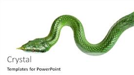  Presentation with rat - Slide set consisting of rhino-rat-snake-rhynchophis-boulengeri background and a white colored foreground