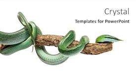  Presentation with rat - Audience pleasing presentation theme consisting of rhino-rat-snake backdrop and a white colored foreground