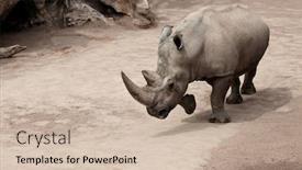  Presentation with beetles rhinoceros beetle rhino beetle - Cool new presentation theme with rhino backdrop and a soft green colored foreground