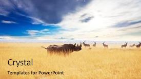  Presentation with beetles rhinoceros beetle rhino beetle - Audience pleasing theme consisting of rhino backdrop and a yellow colored foreground