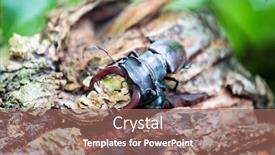  Presentation with tree - PPT theme enhanced with rhinoceros-beetle-on-tree-bark background and a coral colored foreground