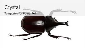  Presentation with hercules - Cool new presentation theme with rhinoceros beetle rhino beetle hercules backdrop and a white colored foreground
