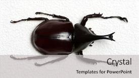  Presentation with hercules - Slide set with rhinoceros beetle rhino beetle hercules background and a light gray colored foreground