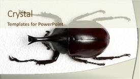  Presentation with hercules - Cool new presentation design with rhinoceros beetle rhino beetle hercules backdrop and a cream colored foreground