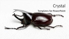  Presentation with hercules - Presentation design with rhinoceros beetle rhino beetle hercules background and a white colored foreground