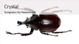  Presentation with unicorn - Colorful presentation theme enhanced with rhinoceros beetle rhino beetle hercules backdrop and a white colored foreground