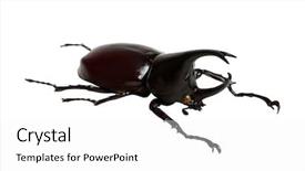  Presentation with hercules - Presentation consisting of rhinoceros beetle rhino beetle hercules background and a white colored foreground