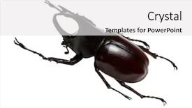  Presentation with hercules - Presentation design having rhinoceros beetle rhino beetle hercules background and a white colored foreground