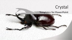  Presentation with hercules - Slide set featuring rhinoceros beetle rhino beetle hercules background and a white colored foreground