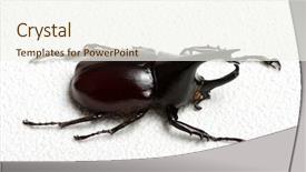  Presentation with hercules - Colorful slide deck enhanced with rhinoceros beetle rhino beetle hercules backdrop and a cream colored foreground