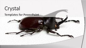  Presentation with unicorn - PPT layouts enhanced with rhinoceros beetle rhino beetle hercules background and a white colored foreground