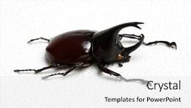  Presentation with unicorn - PPT layouts featuring rhinoceros beetle rhino beetle hercules background and a white colored foreground