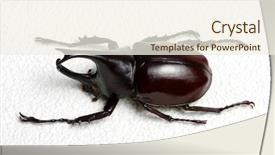  Presentation with unicorn - Theme having rhinoceros beetle rhino beetle hercules background and a cream colored foreground