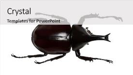  Presentation with hercules - Slide deck featuring rhinoceros beetle rhino beetle hercules background and a light gray colored foreground