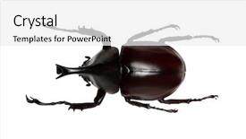  Presentation with unicorn - Cool new theme with rhinoceros beetle rhino beetle hercules backdrop and a white colored foreground