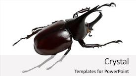  Presentation with unicorn - Audience pleasing presentation design consisting of rhinoceros beetle rhino beetle hercules backdrop and a white colored foreground