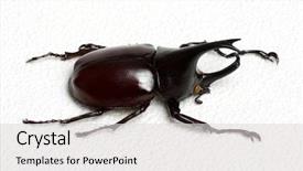  Presentation with unicorn - Presentation consisting of rhinoceros beetle rhino beetle hercules background and a light gray colored foreground