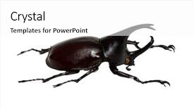  Presentation with hercules - Cool new slide deck with rhinoceros beetle rhino beetle hercules backdrop and a white colored foreground