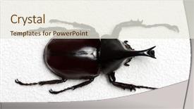  Presentation with hercules - Presentation theme consisting of rhinoceros beetle rhino beetle hercules background and a sky blue colored foreground