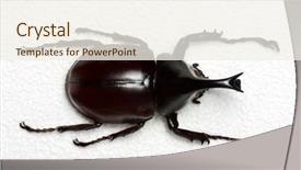 Presentation with hercules - PPT layouts enhanced with rhinoceros beetle rhino beetle hercules background and a sky blue colored foreground