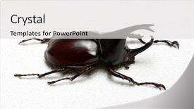  Presentation with unicorn - Colorful presentation theme enhanced with rhinoceros beetle rhino beetle hercules backdrop and a light gray colored foreground