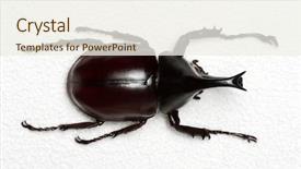  Presentation with hercules - Slides having rhinoceros beetle rhino beetle hercules background and a sky blue colored foreground