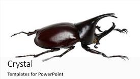  Presentation with unicorn - Presentation design enhanced with rhinoceros beetle rhino beetle hercules background and a white colored foreground