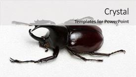  Presentation with hercules - Audience pleasing PPT theme consisting of rhinoceros beetle rhino beetle hercules backdrop and a light gray colored foreground