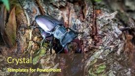  Presentation with family photo - Slide set featuring rhinoceros-beetles-family-on-tree background and a tawny brown colored foreground
