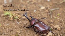  Presentation with beetles rhinoceros beetle rhino beetle - Presentation consisting of rhinoceros-beetles-on-the-ground background and a coral colored foreground